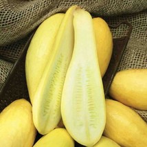 20 Fresh Nongmo Straightneck Summer Premium Squash Seedsb 64 From US  - $8.35