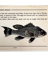 Sea Bass 1939 Salt Water Fish Gordon Ertz Color Plate Print Antique PCBG19 - $552.13 MXN