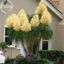 BEAUCARNEA recurvata Ponytail Palm, 5 Seeds, bonsai garden plants E3770 FRESH SE - £11.98 GBP