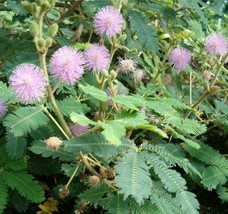 SGHOST Mimosa Pudica Sensitive Or Sleepy Plant 1 50 Seeds USA Seller - $9.85