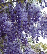 Chinese Wisteria sinensis - 5+ seeds - W 009 - $2.99