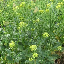 Organic Yellow Mustard Seed New Fresh Seeds - $9.00