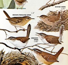 Wrens 5 Different Varieties And Types 1966 Color Bird Art Print Nature A... - £16.11 GBP