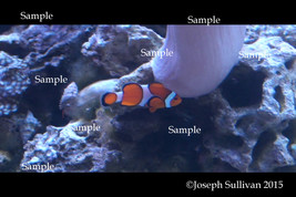 Clown Fish Freebie Computer Wallpaper Digital Download - £0.00 GBP