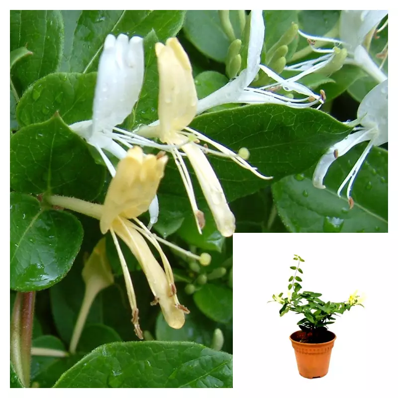 Lonicera Japanese Halliana yellow Hall Honeysuckle flower Live Plant 4in pot - £12.19 GBP