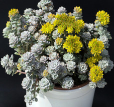 GUNEL 50 Oregon Stonecrop Sedum Oreganum Bronze Orange Red Native Yellow Flower  - $17.00