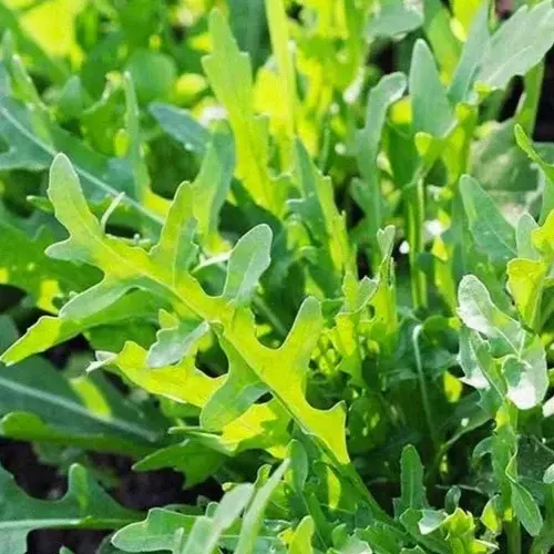BStore 500 Roquette Arugula Heirloom Non-Gmo Seeds Starter Kits - $13.70 CAD