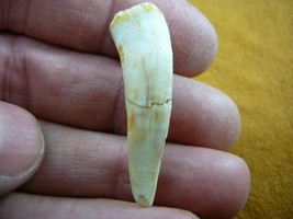 (f510-21) 1-1/8&quot; Enchodus Saber toothed Herring fish tooth Fossil I love... - $14.01