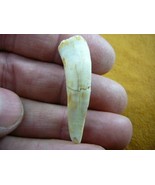 (f510-21) 1-1/8&quot; Enchodus Saber toothed Herring fish tooth Fossil I love... - $14.01