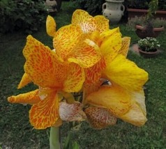 Lima Ja 5 Yellow Canna Lily Indian Shot Canna Indica Flower Seeds - £4.79 GBP