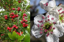 2 MAYHAW FRUIT Tree Live Plant - May Haw Aapple Hawthorn Red 3 to 6 inches seedl - £30.67 GBP