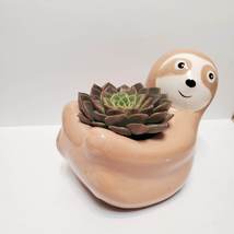 Sloth Planter with Echeveria Succulent,  Animal Planter, 5" beige ceramic pot image 2