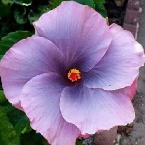 Primary image for 20 Purple Hibiscus Seeds Flowers Flower Seed Perennial