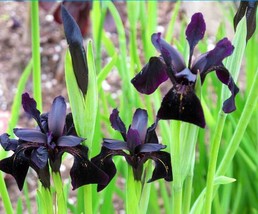 Siberian Iris Black Gold Iris Chrysographes Flower, 5 Seeds - £8.05 GBP