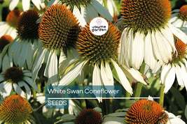 White Swan Coneflower Seeds | Fragrant White Blooms | Drought Tolerant |... - $4.99+