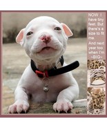 Leopard shoes for baby pitbull thumbtall