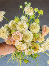 50 Seeds Scabiosa Atropurpurea &#39;Fata Morgana Beautiful - $5.48