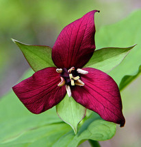 Trillium Erectum Flower, 60 Seeds D - £11.45 GBP