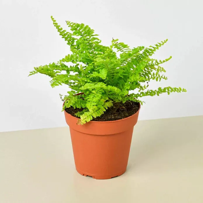 TISS 25 Seeds Cotton Candy Fern Plant Garden Seeds - £8.09 GBP