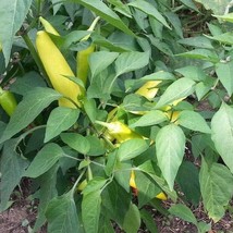 100 Organic Hungarian Hot Wax Banana Pepper Seeds Seed Fresh Gardening USA SELLE - $6.87