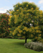 5 Pc Seeds Compact Golden Rain Tree Flower, Koelreuteria bipinnata Seeds | RK - £14.86 GBP