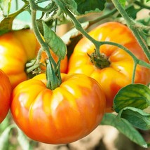 20 Pineapple Tomato Seeds - - Delicious Tomato Seedsgardening Beautiful USA SHIP - £10.27 GBP