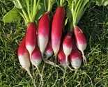 100 French Breakfast Radish Seeds Fast Shipping - $8.99