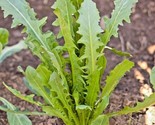 600 Seeds Italian Dandelion Seed Organic Chicory Endive Gourmet Salad Gr... - $8.99