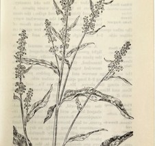 1905 Curled Dock Flower Print Pen &amp; Ink Lithograph Antique Art 6.75 x 3.75&quot; - £13.77 GBP