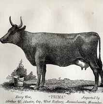 Prima Kerry Bull Cow Massachusetts 1863 Victorian Agriculture Animals Ar... - $49.99