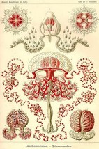 Anthomedusae by Ernst Haeckel - Art Print - £16.51 GBP+