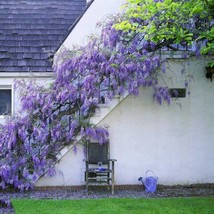 15 Pcs Wisteria Flower Seeds Natures Purple Elegance Fragrant Quickgrowing And C - $12.90