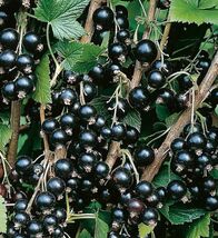 Blackcurrant SEEDS (Ribes nigrum) black currant  cassis semillas graines - €6,40 EUR+