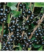 Blackcurrant SEEDS (Ribes nigrum) black currant  cassis semillas graines - $135.37 MXN+