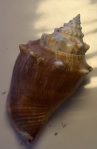 Lot of 6 Gulf Coast Lover’s KeyFlorida Fighting Conch Shells-Handpicked - £9.70 GBP