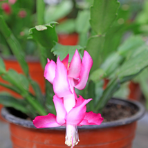 Zygocactus Truncatus Plants Rare Schlumbergera Plants Orchid Bonsai Plants - 200 - £6.68 GBP