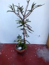 Bald Cypress for bonsai or outside planting bare rooted plant 3 years old. - $591.31 MXN