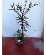 Bald Cypress for bonsai or outside planting bare rooted plant 3 years old. - $591.31 MXN