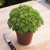 200 Dwarf Greek Basil Seeds ~ Heirloomseedguy ~ 2024 ~ Nongmo  From US  - $8.35