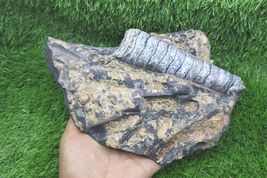 Authentic Morocco Orthoceras Fossil – Real Devonian Collector Specimen - $34.65