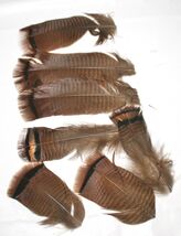 (7) Wild Turkey Tail Feathers for Fly Tying/Crafts Natural Color #587 - €4,67 EUR