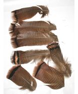 (7) Wild Turkey Tail Feathers for Fly Tying/Crafts Natural Color #587 - €4,67 EUR