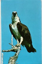 Osprey The Fish Hawk Everglades National Park Florida Bird Postcard - £4.08 GBP