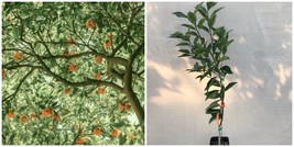 Dancy Tangerine - Semi-Dwarf - 18-36&quot; Tall - Live Citrus Plant - Grafted - H03 - £123.41 GBP
