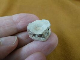 (F328-23) 3/4" fossil Shark vertebrae bone disk bony segment vert verteb... - $8.99