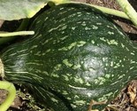 Green Hubbard Winter Squash Seeds 15 Vegetables Garden Healthy Fast Ship... - £7.20 GBP
