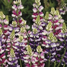 25 Avalune Bicolor Mix Lupine Seeds Flower Perennial Flowers 791 Gardening Fresh - £11.70 GBP