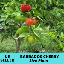 Barbados Cherry Fruit Tree Live Rooted Plant~Acerola Cherry Tree Plant - £31.93 GBP