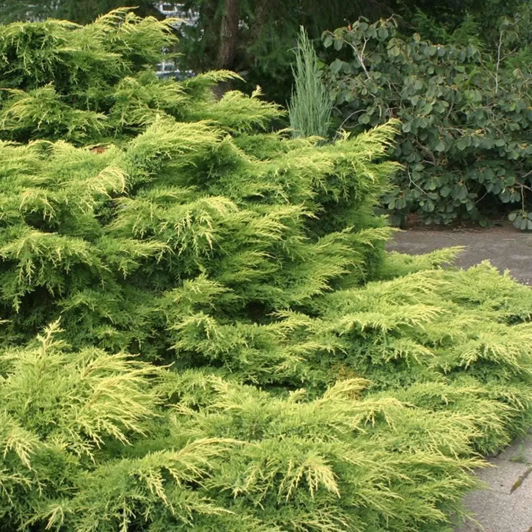 Juniper Gold Lace Live 4nch Pots Juniperus Chinensis Drought Tolerant - £32.07 GBP