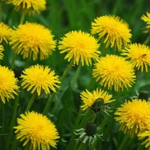 Dandelion Flowers - Seeds - Edible Flowers - Organic - Non Gmo - Heirloo... - £10.67 GBP